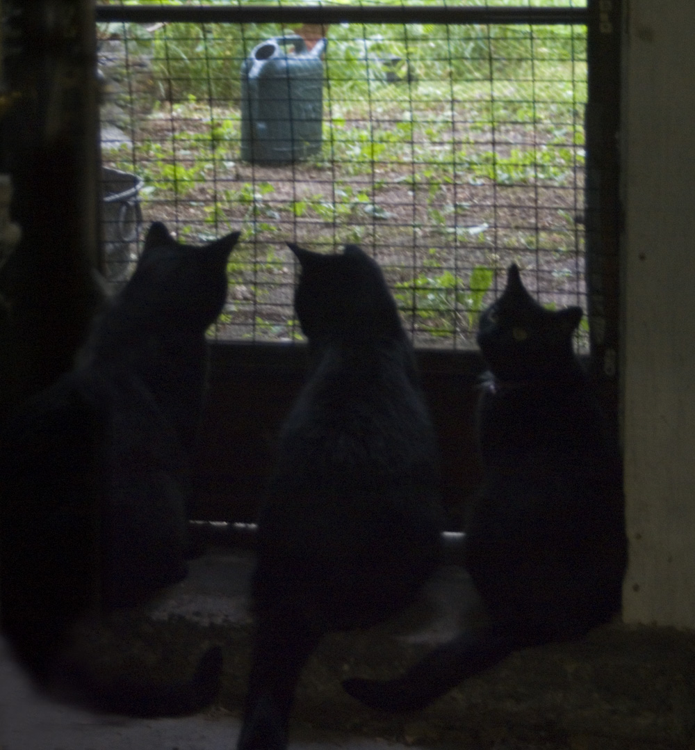three black cats at door