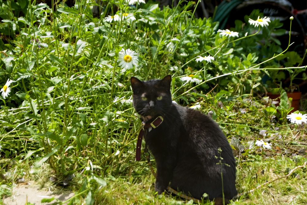 black cat with daisies