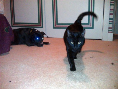 black cat and black dog