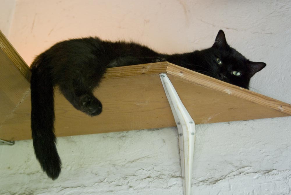 black cat on shelf