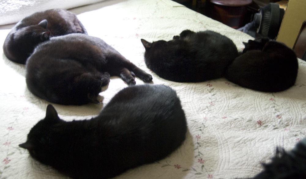 five black cats on the bed