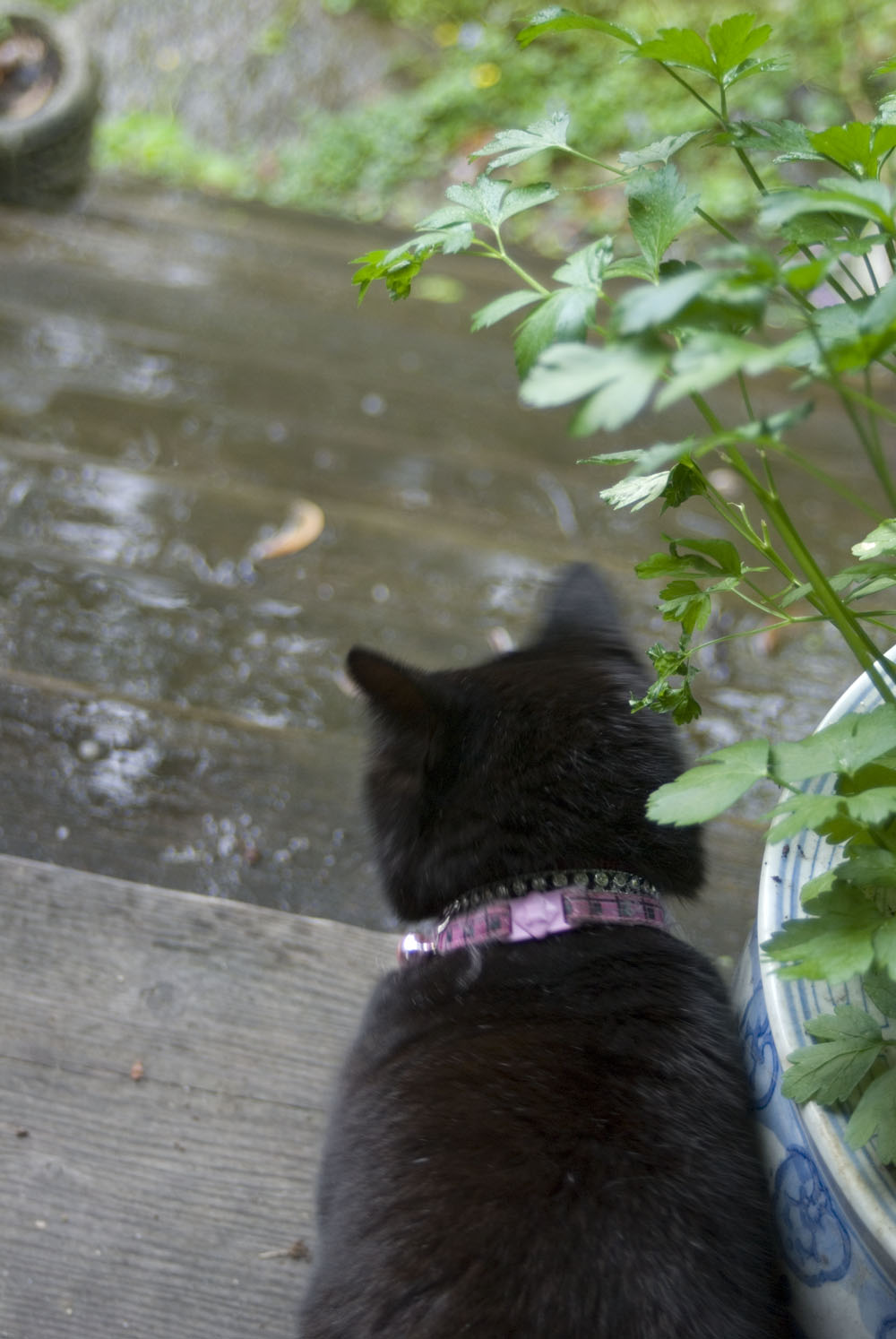 black cat looking at rainy steps.
