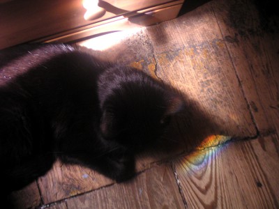 black cat with rainbow