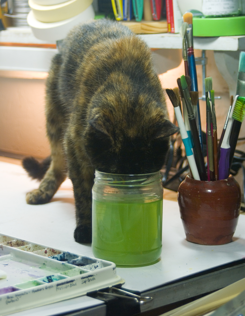 tortoiseshell cat with green paint water