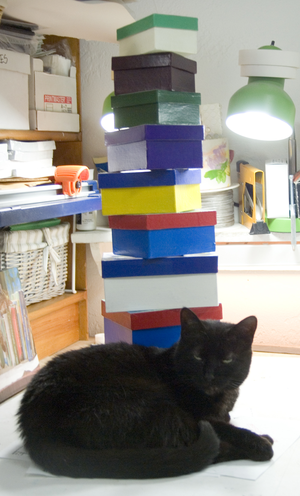 black cat with stack of boxes