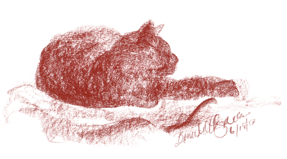 conte sketch of cat
