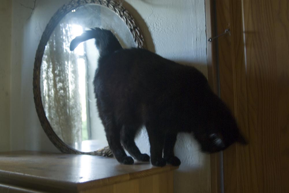 black cat by door