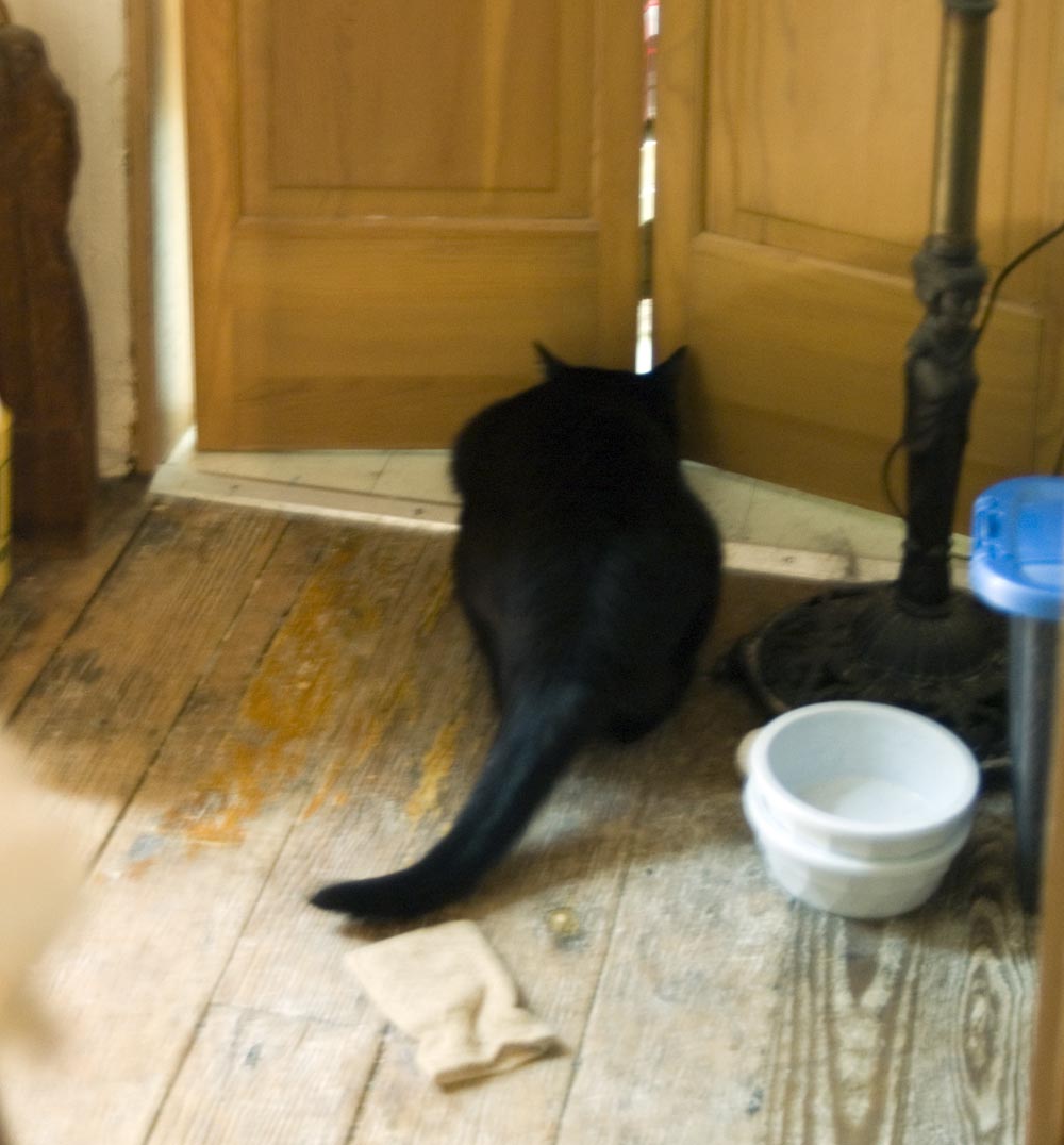 black cat looking under door