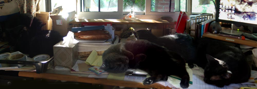 five black cats on desk