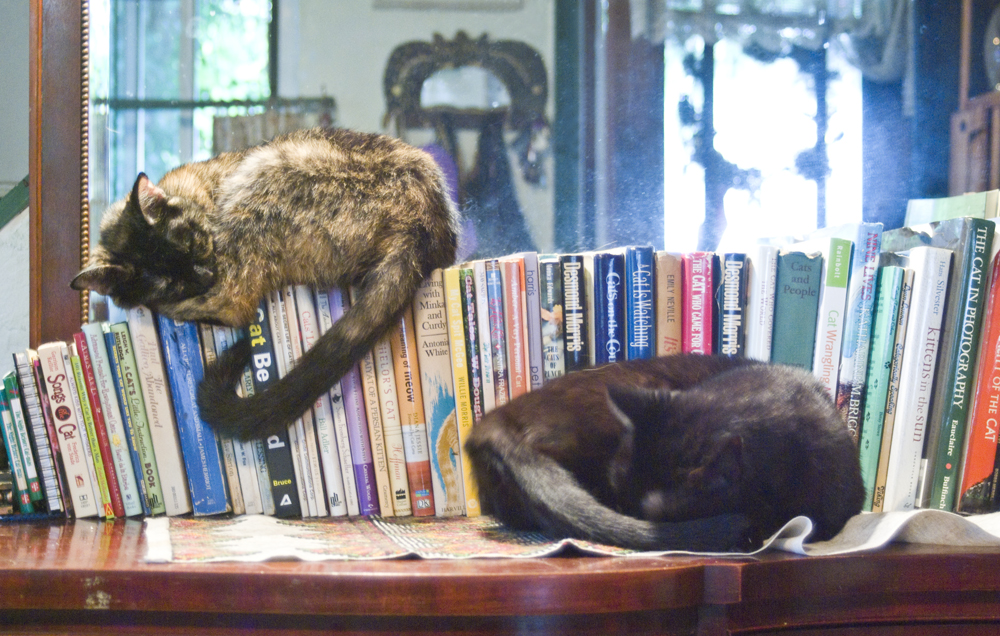 two cats with cat library