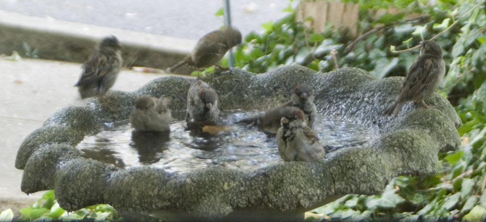 birds in birdbath