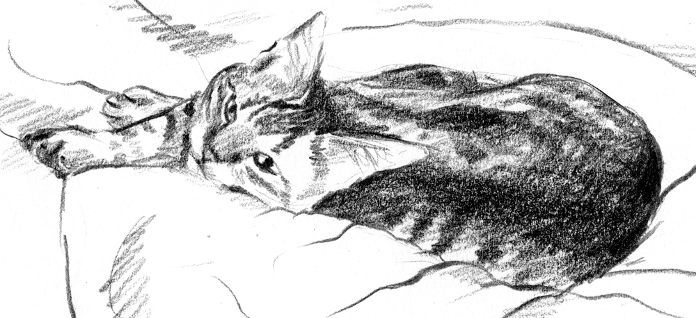 pencil sketch of tabby cat