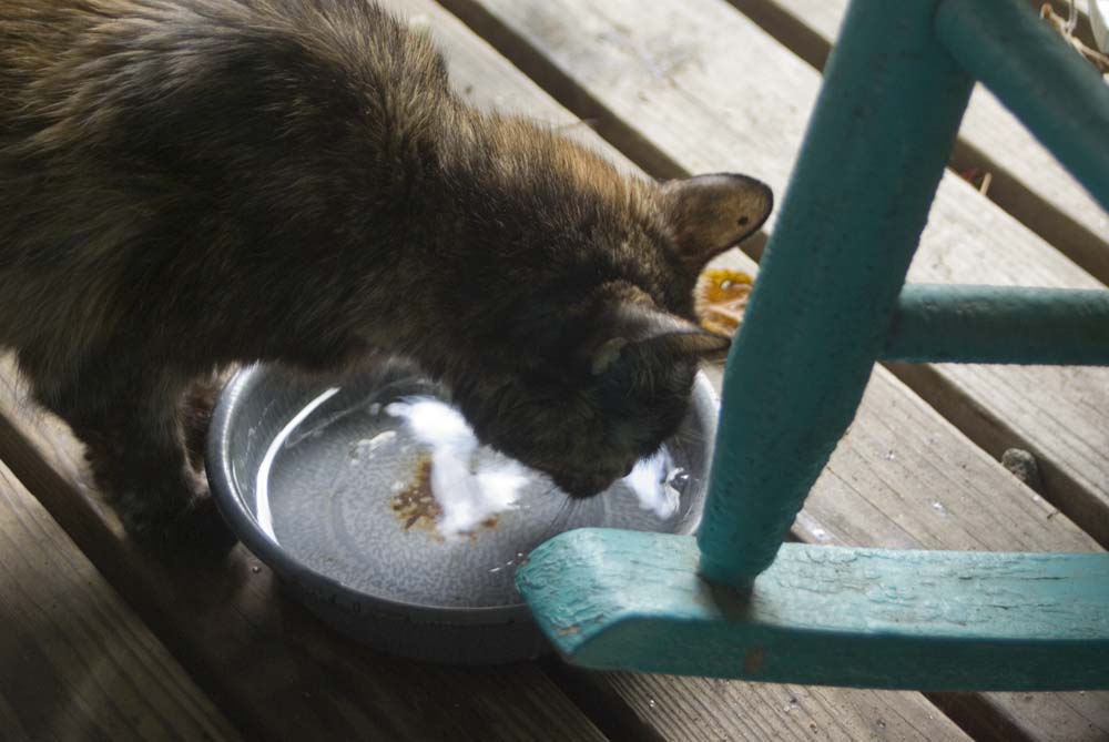 tortoiseshell cat drinking from bowl