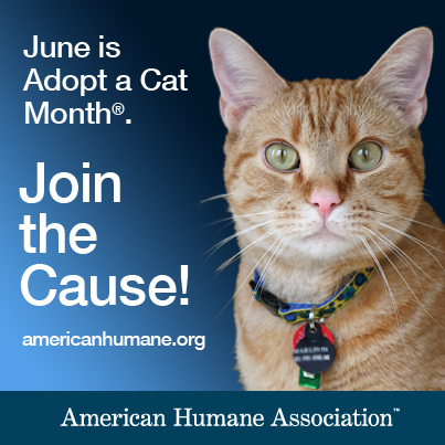 american humane cat adoption month logo