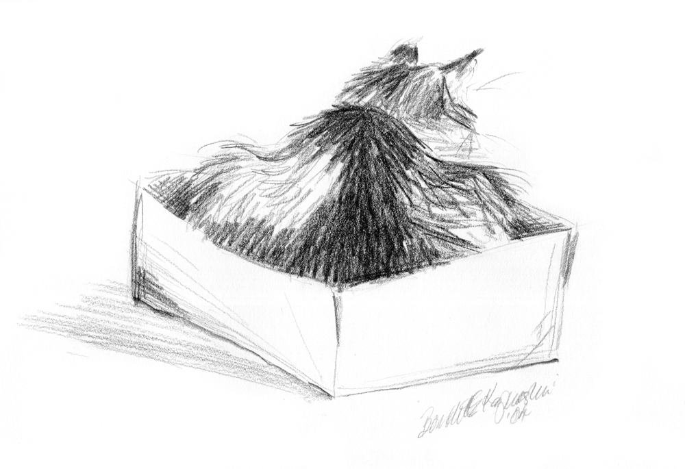 pencil sketch of cat in box