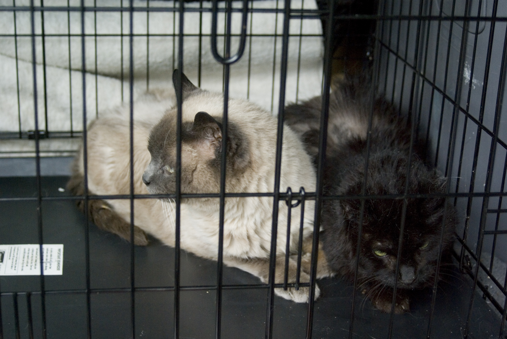 two cats in cage