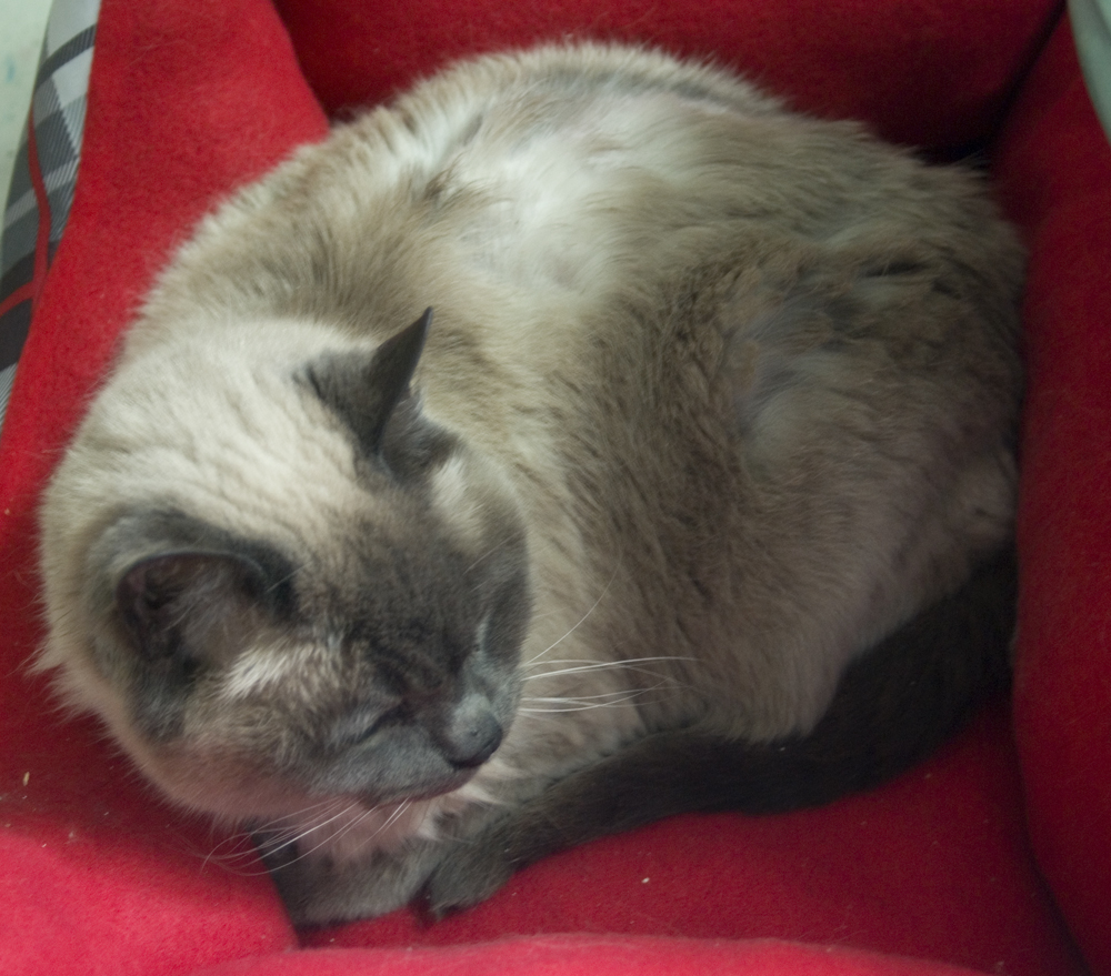 siamese cat in red bed