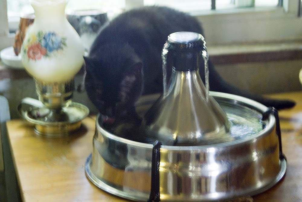 black cat drinking from fountain