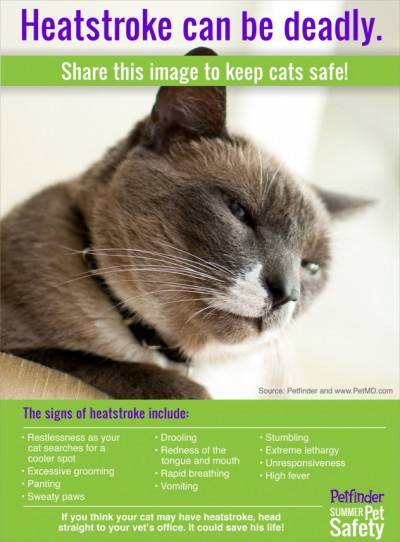 infographic on pets and heatstroke