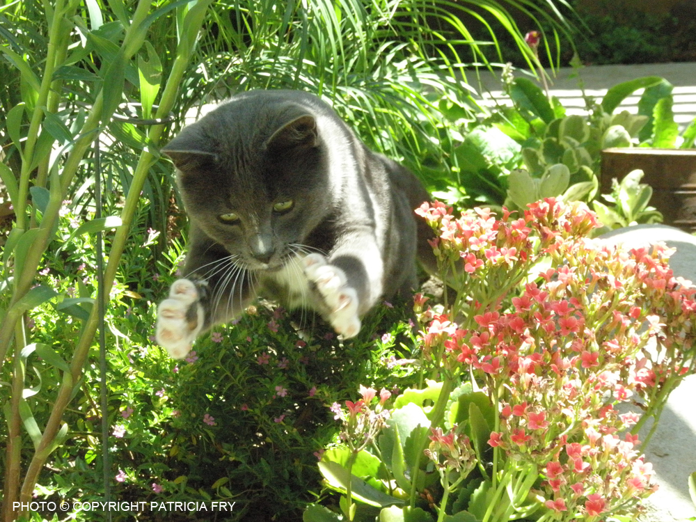 Smokey the model cat tries to catch a bee in the garden!