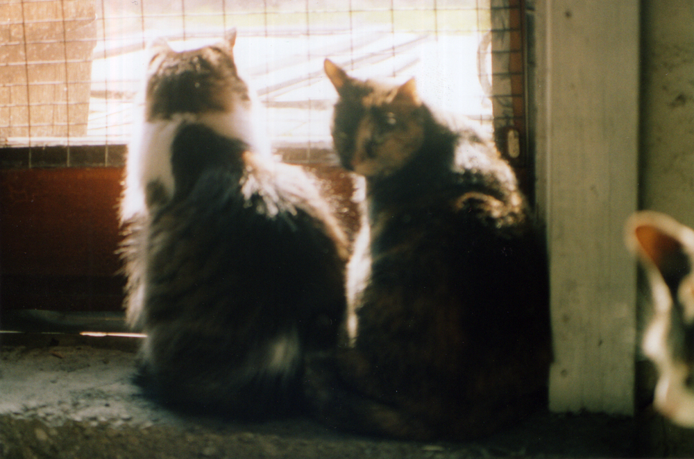 two cats looking out door.