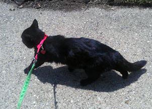 black cat on leash