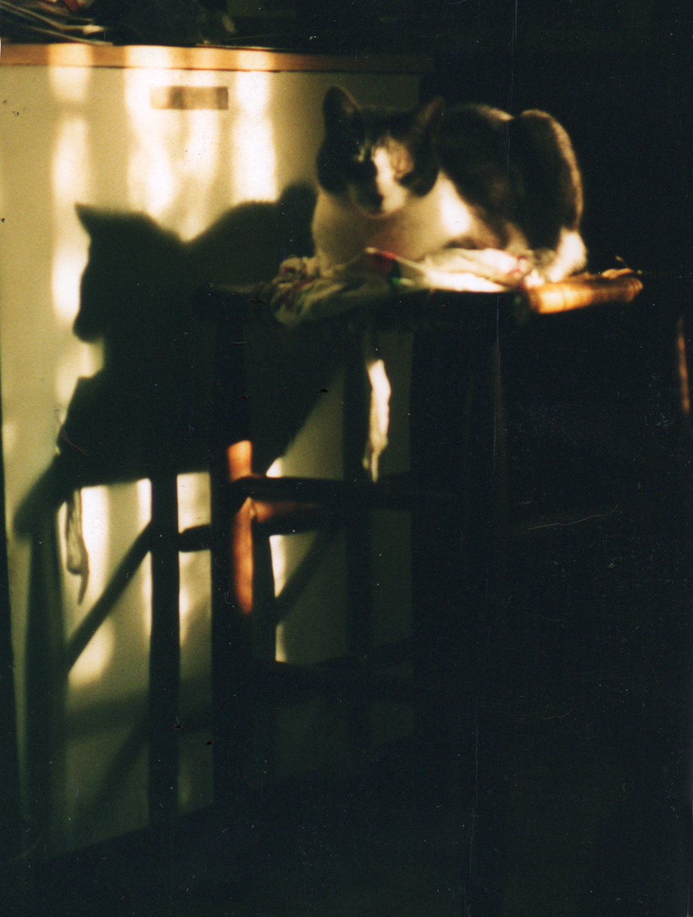 cat on stool with apron n evening sun