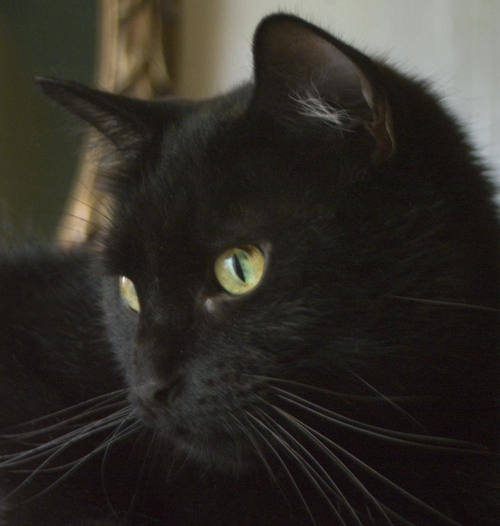 black cat with gold green eyes
