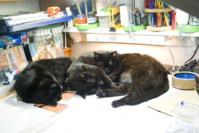 three black cats.
