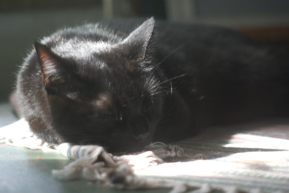 black cat dozing by window