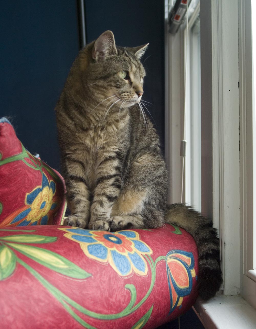 tabby cat on couch