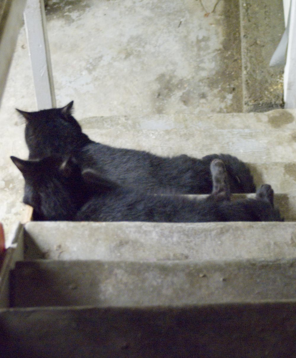 two black cats on steps