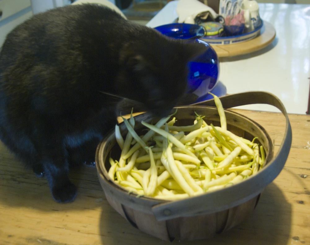 black cat with yellow beans