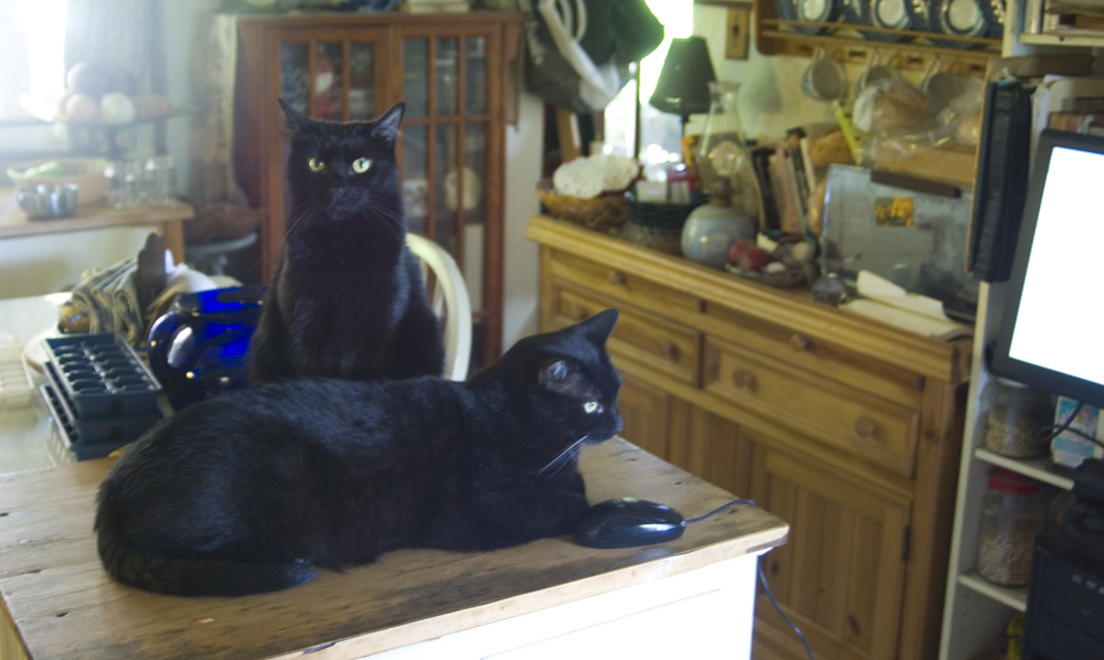 two black cats with computer