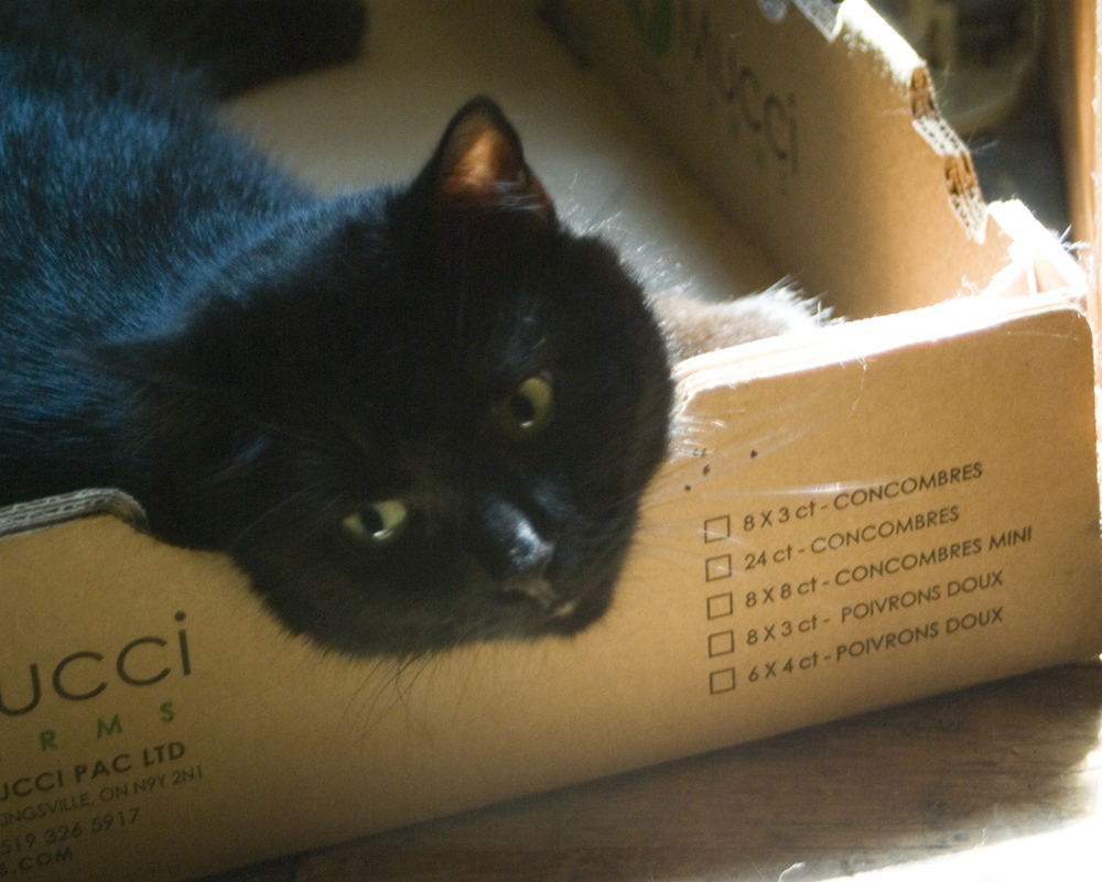 black cat with box