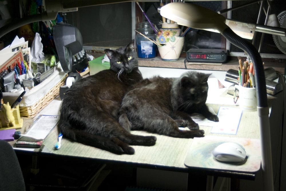 two black cats on desk