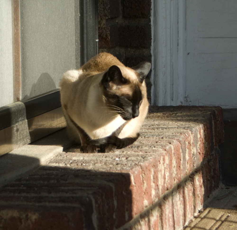 Siamese cat in sun