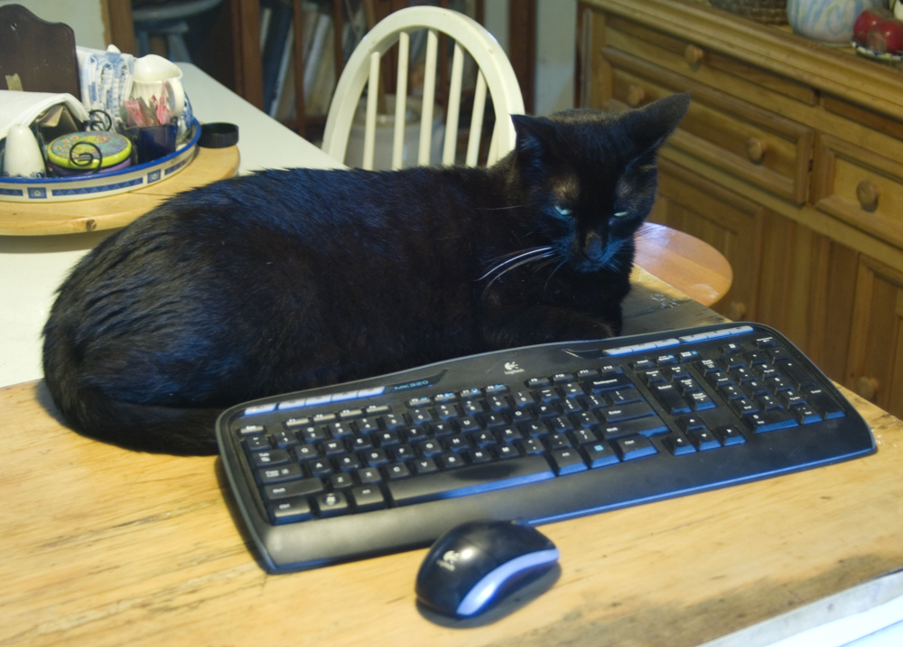 black cat with keyboard and mouse