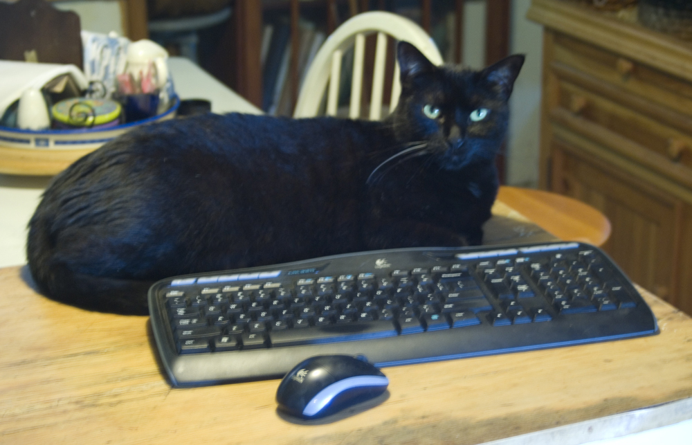 black cat with keyboard and mouse