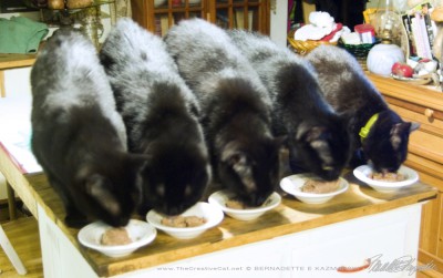 five black cats eating