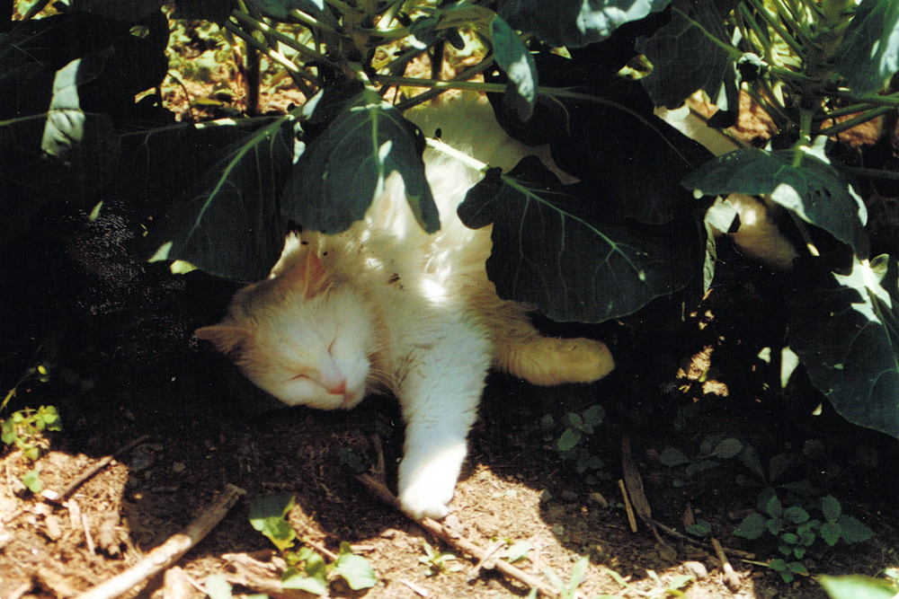 white cat sleeping under brussels spouts