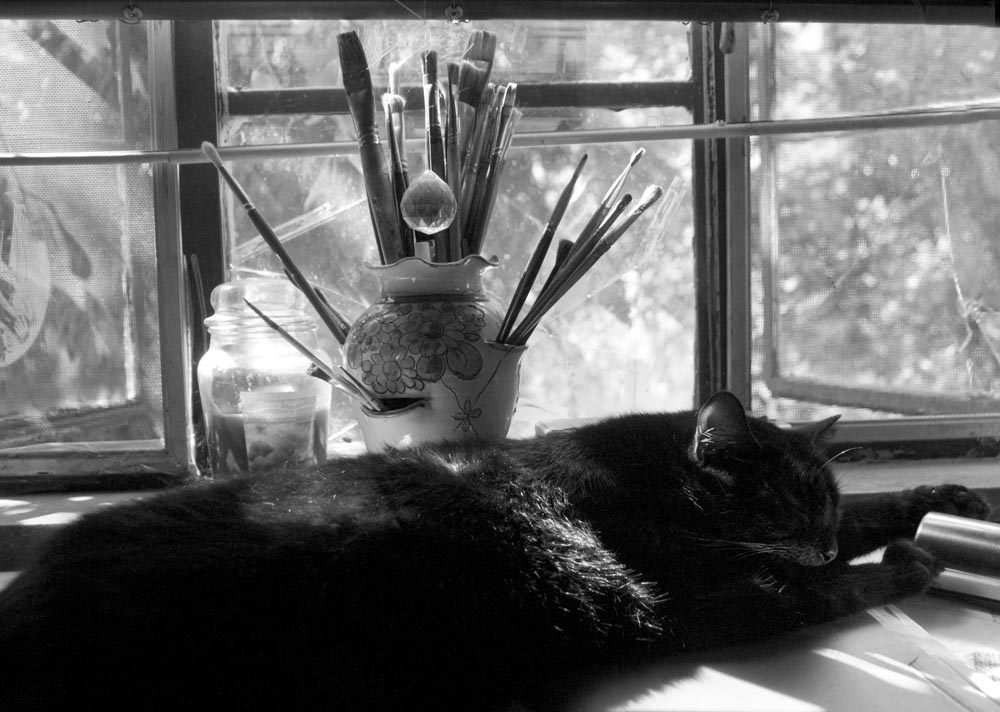 black cat in window black and white photo