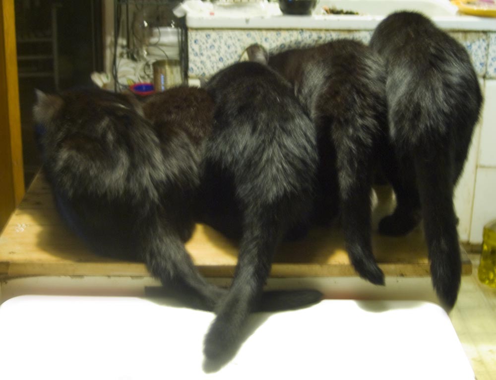 five black cats from behind