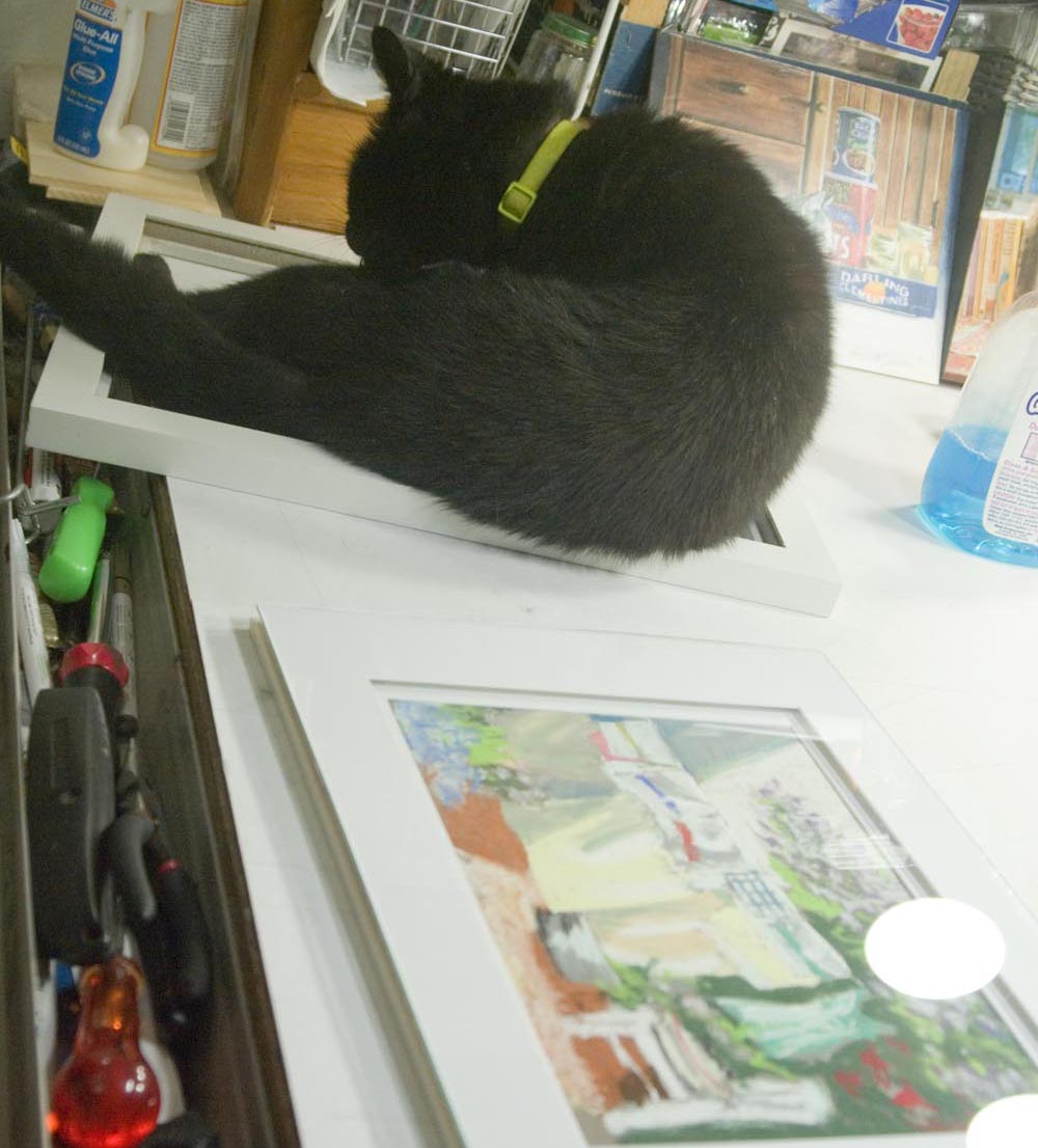 black cat in picture frame