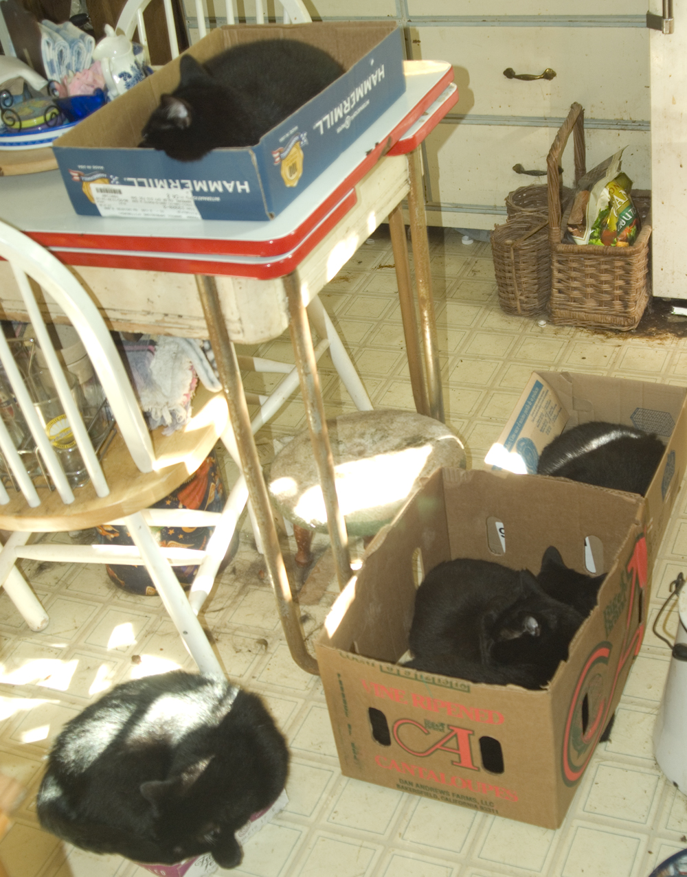 five black cats in boxes