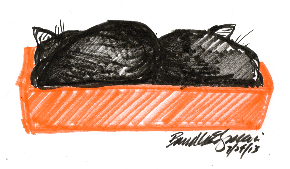 marker sketch of two black cats in an orange box