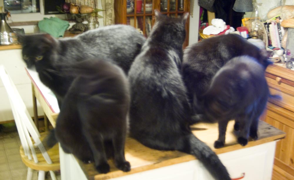 five black cats