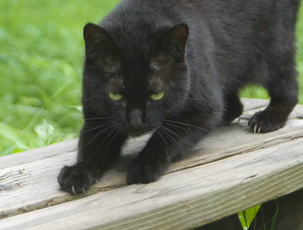black cat scratching on picnic bench