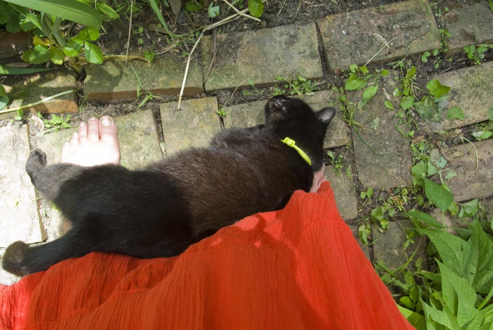 black cat rubbing on human feet