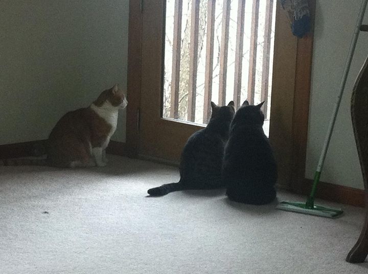 three cats looking out door.